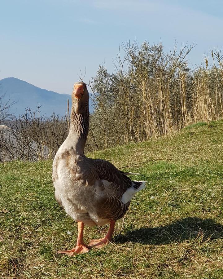 Licciana Nardi Agriturismo Il Picchio Verde المظهر الخارجي الصورة